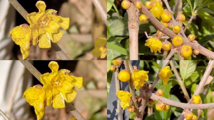 耐寒花卉、蜡花、腊梅花、冬梅花