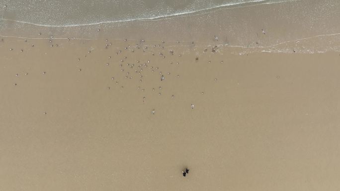 航拍俯瞰威海金海滩沙滩上的海鸥与游客