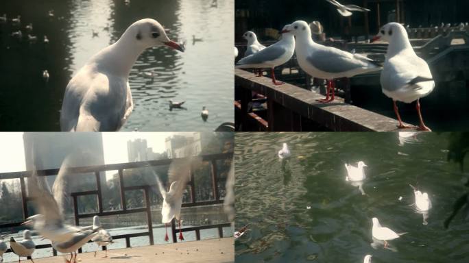 城市广场湖中的海鸥