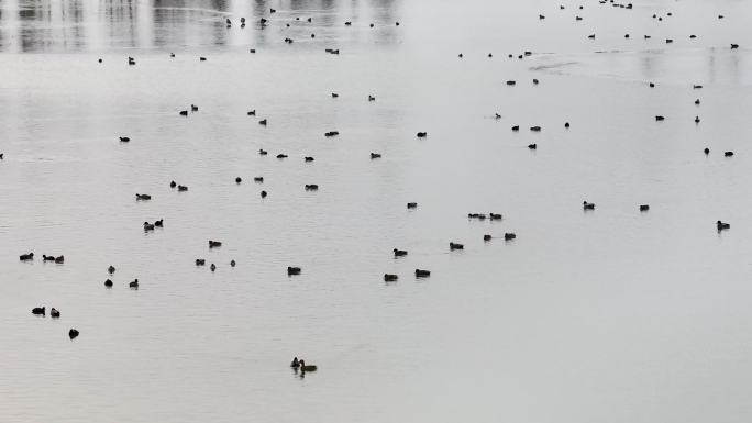 城市湿地中成群的野鸭