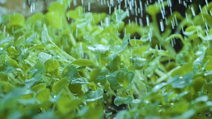 雨露秧苗