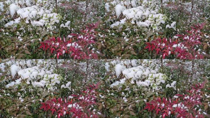 雪后的公园花坛景观