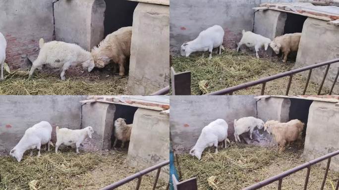 乡村农户圈养羊羔农村农户羊圈