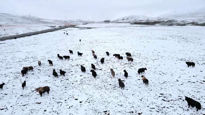 西藏高原雪中牦牛4k航拍