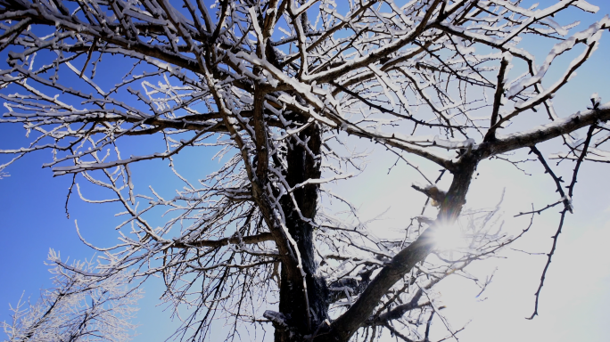 南岳衡山雪天雾凇高清实拍