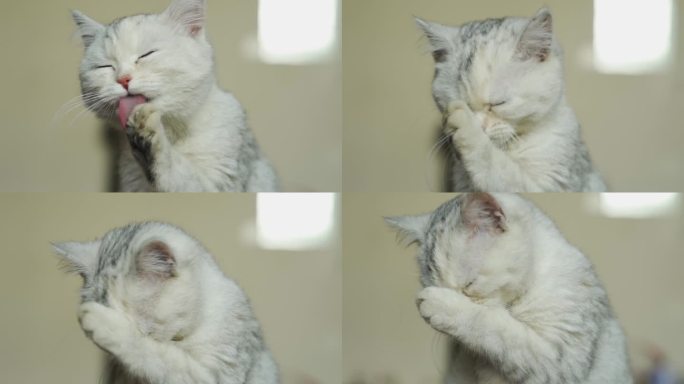 小猫洗脸可爱猫咪宠物猫爱护动物猫爪喵星人
