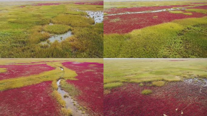 盐蒿地航拍