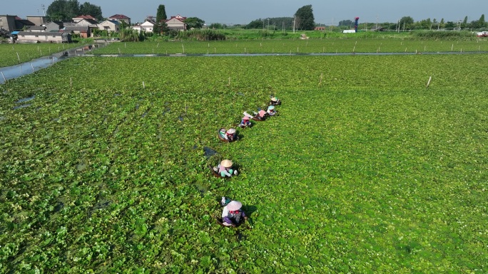 水乡采菱