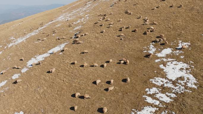 大海草山草地上的牛羊蒙古包航拍，视频素材