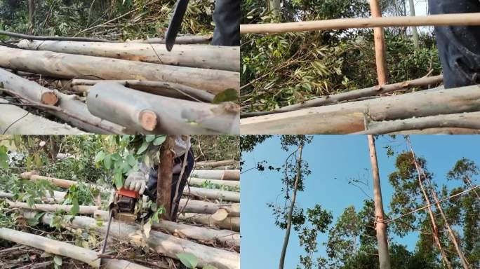 伐木伐木工人砍树砍按树林速风树林深山砍树