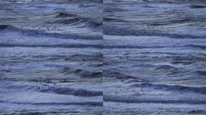 风浪中的一群海鸥