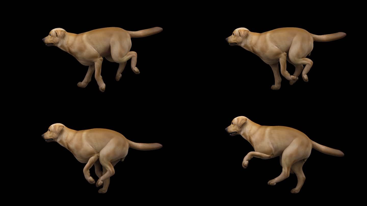 狗跑步四足动物跑步侧面循环动画透明通道