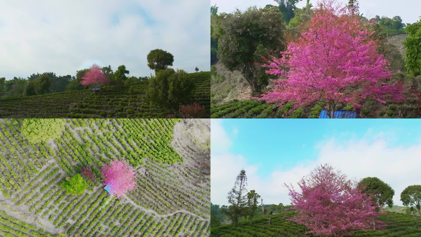 茶地里的樱花树