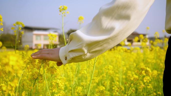 油菜花 女人