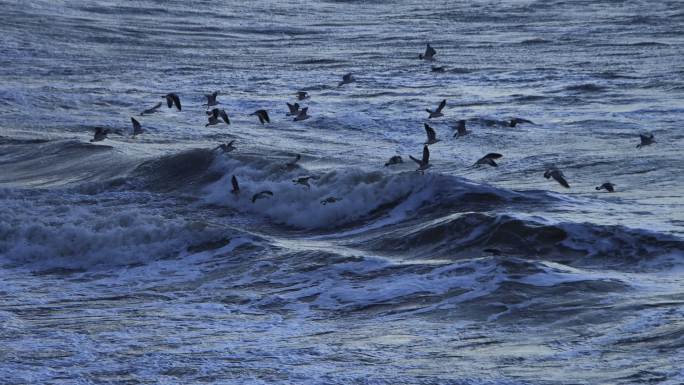 冬季寒冷海风大浪中飞舞的海鸥
