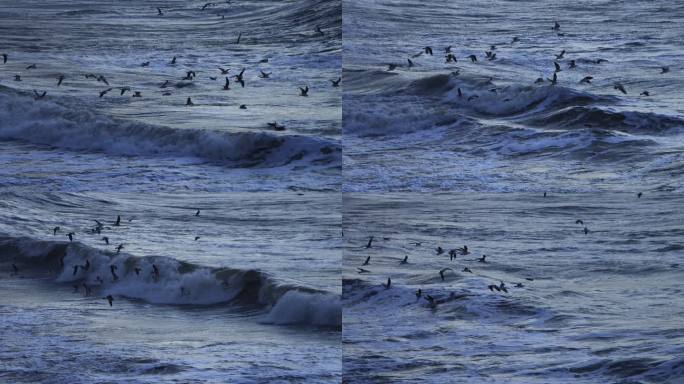 冬季寒冷海风大浪中飞舞的海鸥