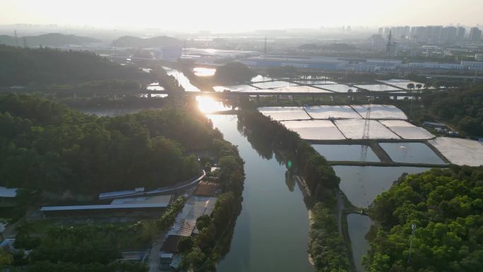 市桥沙湾水道日落时分落羽杉林四组