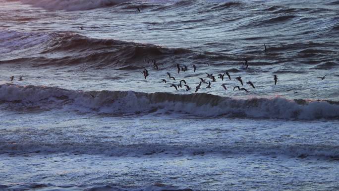 狂风巨浪中的海鸥