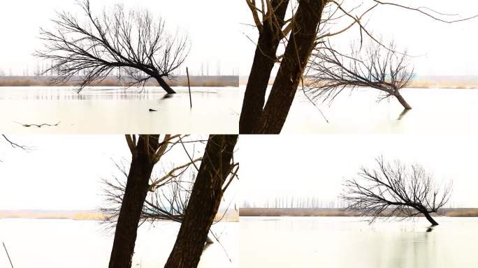 冬季一棵俯卧在河中生长的树有意境