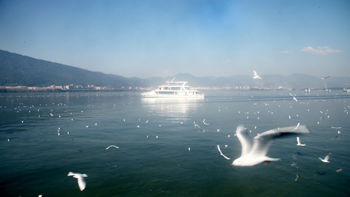 昆明滇池海埂大坝喂海鸥4K