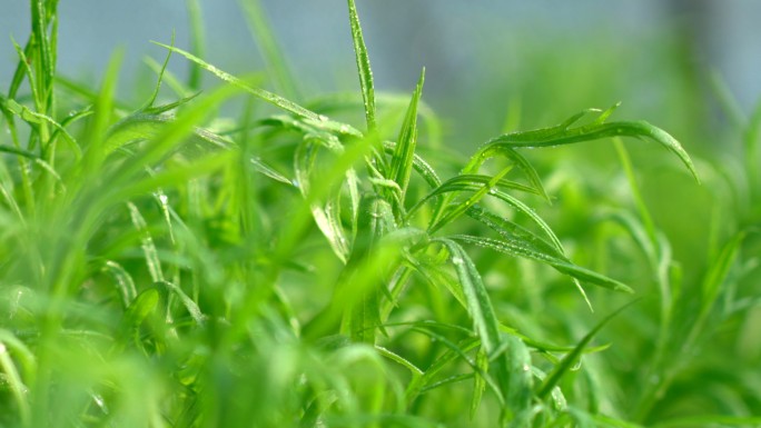 芦蒿大棚种植芦蒿炒肉丝