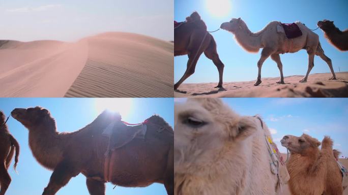 内蒙-骆驼1080p