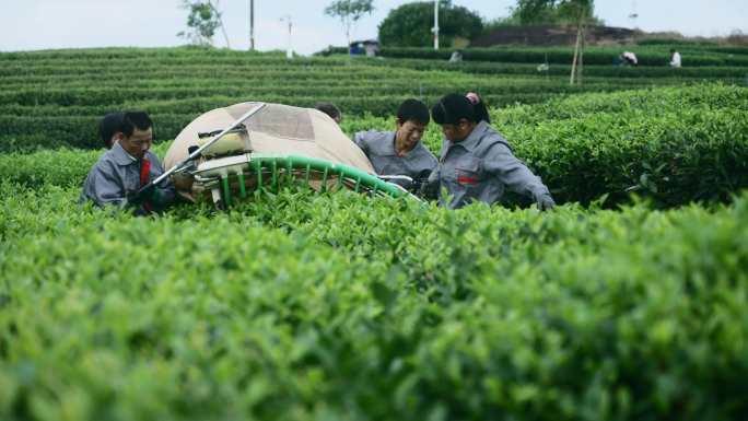 茶园机械化采茶