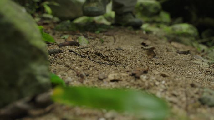 升格护林员巡山的脚步野外开荒走山路守山护