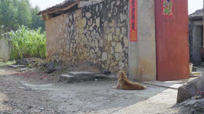 秋田狗-中华田园犬