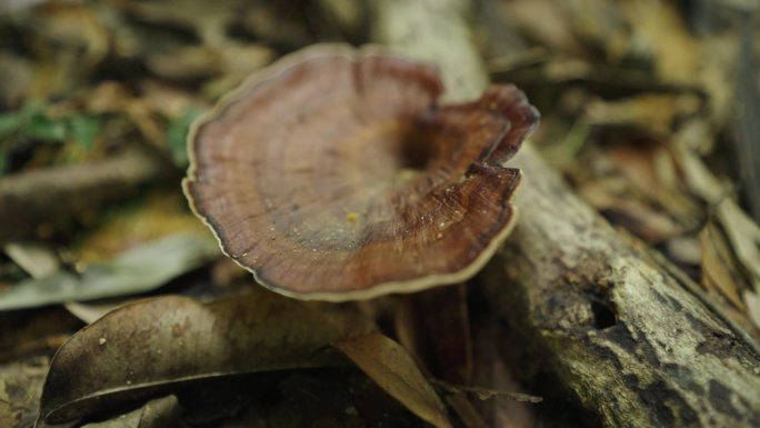 神秘的原始森林雨林蘑菇万物生长潮湿自然