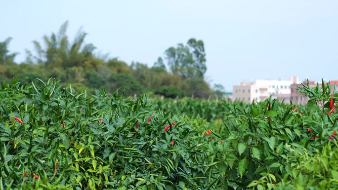 小尖椒辣椒种植地