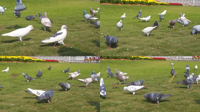 公园里散养的一群鸽子在接受游客投喂食物