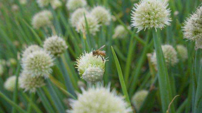 蜜蜂采蜜慢动作唯美镜头