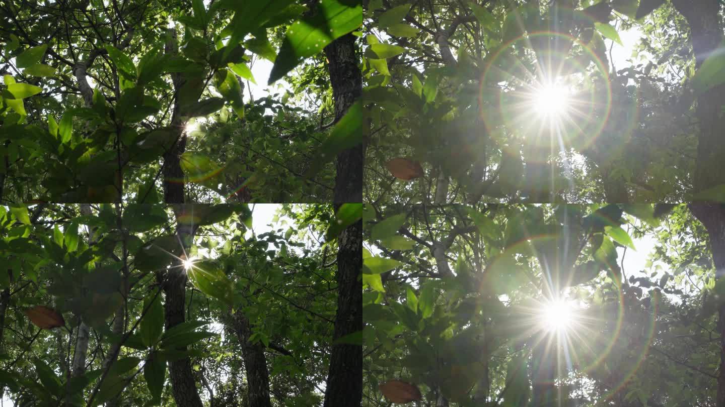 唯美阳光穿过树叶穿过清晨森林原始森林