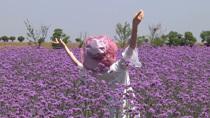 马鞭草 花海 春天