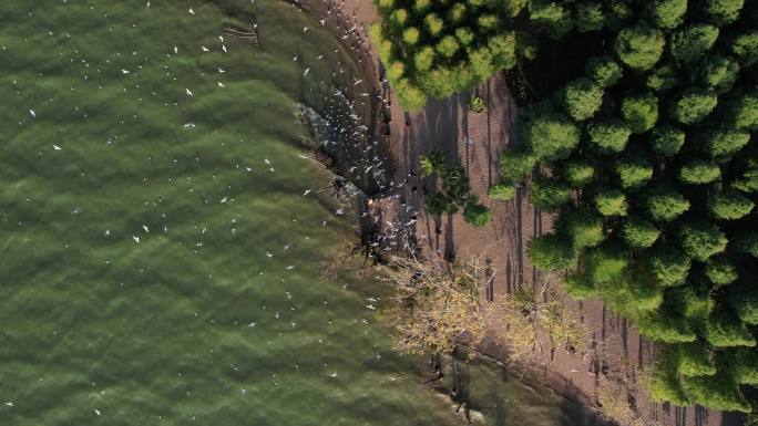 昆明捞鱼河湿地公园欢快飞舞的海鸥航拍4k