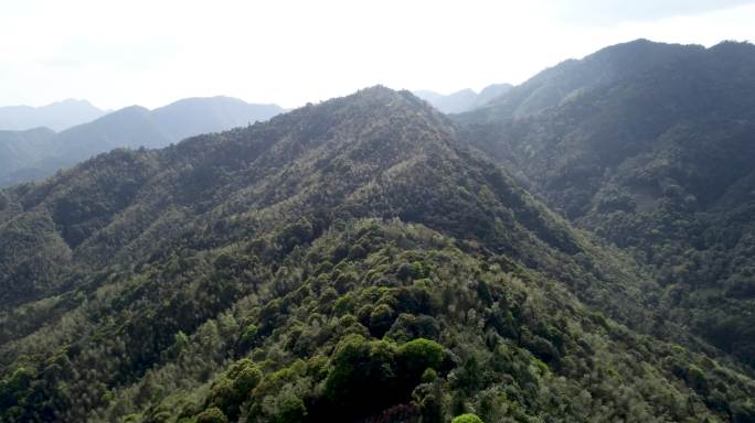 【4K超清】航拍武夷山曹墩茶叶山场