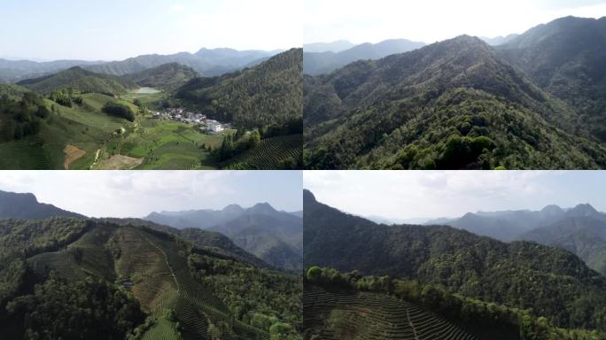 【4K超清】航拍武夷山曹墩茶叶山场