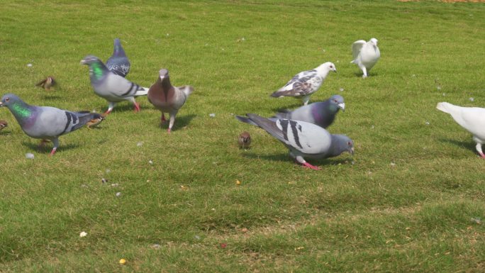 公园里散养的一群鸽子在接受游客投喂食物