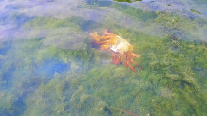 螃蟹 脱壳 六月黄 养殖