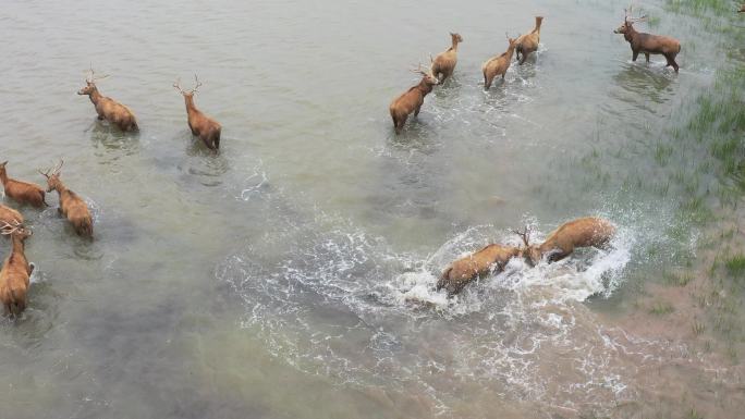 麋鹿水中打斗