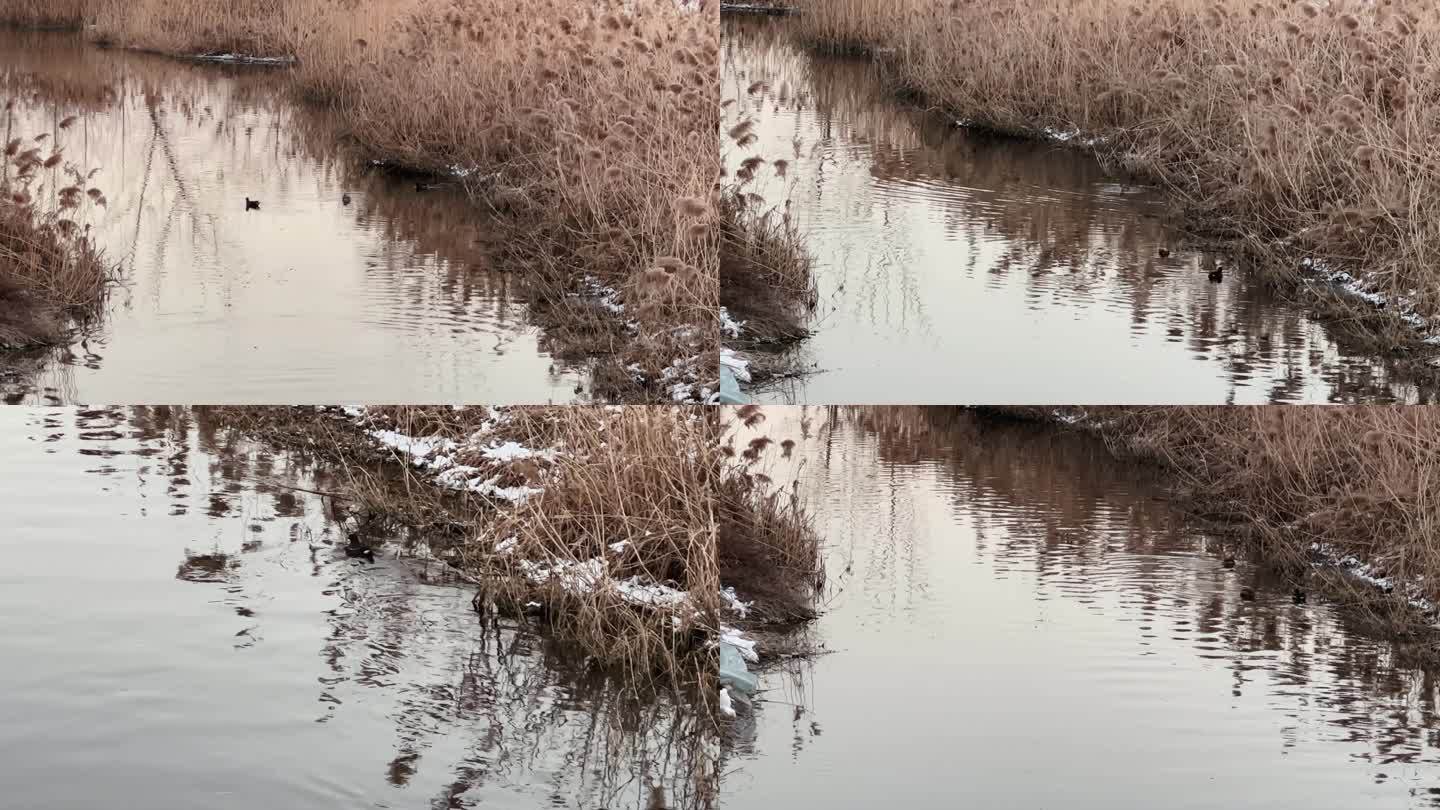 野鸭子环保 水鸟 小野鸭 环境 河流