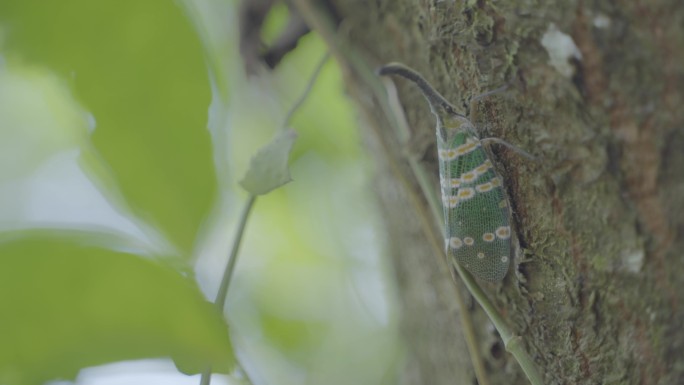 神秘原始森林幽静丛林昆虫生物体环境保护