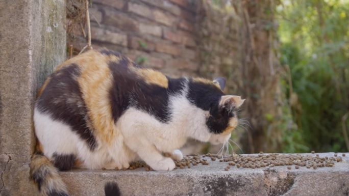 猫吃食喂食流浪猫慢动作