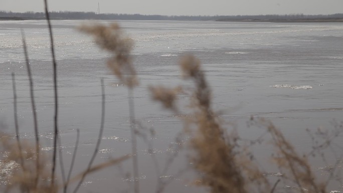冬季芦苇边黄河河水浩荡东流水面上有浮冰