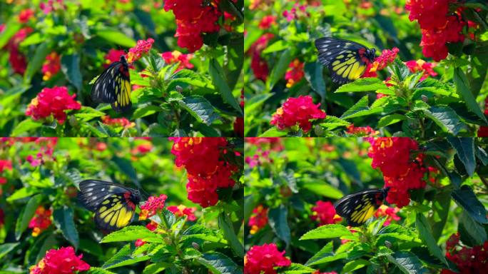 五色梅花园花丛中蝴蝶飞舞
