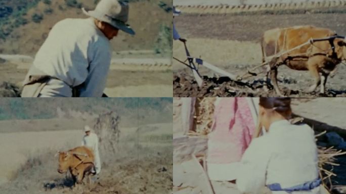 上世纪韩国 朝鲜耕地 劳动