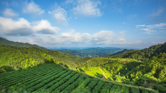 黔东南雷山脚尧茶场4k延时摄影