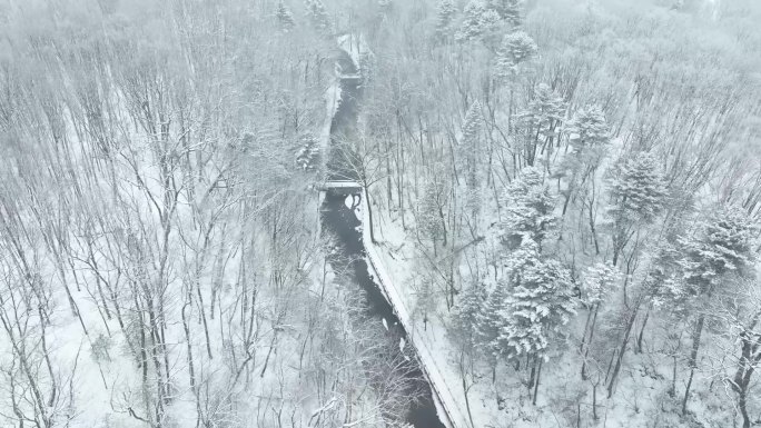 冬季原始森林 雪景