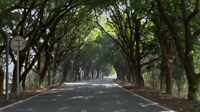 林荫覆盖的公路行进镜头